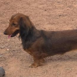 Soda - Dachshund
