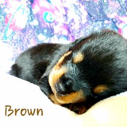 Rottweiler Puppies from Von Hunter Rottweilers