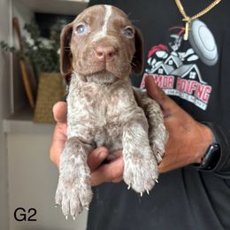 Girl2 - Liver roan female German Shorthaired Pointer puppy in Morriston, Florida from Golden Pointers