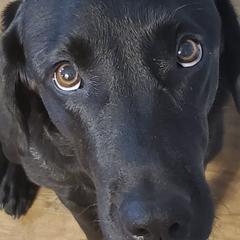 Labrador Retrievers from Cedar Ridge Retrievers