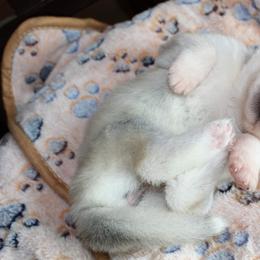 Siberian Husky Puppies from Tevana Siberians LLC