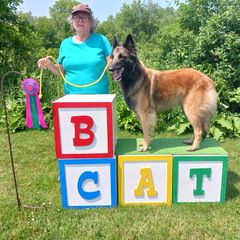Belgian Tervuren All Grown Up from Sherry's Time Flies Tervurens