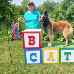Belgian Tervuren All Grown Up from Sherry's Time Flies Tervurens