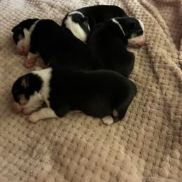 Companion Cross puppies from CKO Country Road Aussies