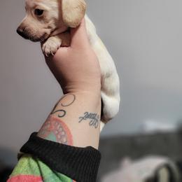 Princess peach - Cream female Dachshund puppy in Los Angeles, California from One Love Doxies