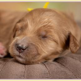 Coco - Red female Cockapoo puppy in Connersville, Indiana from Deaz Doodle Ranch
