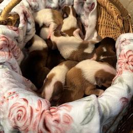 Scottish Collie Puppies from Sundance Scottish-Colleys