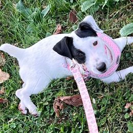 Gigi - Russell Terrier