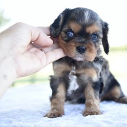 Girl 1 - Black and tan female Cavalier King Charles Spaniel puppy in Lawton, Oklahoma from Lindsey’s Cavies