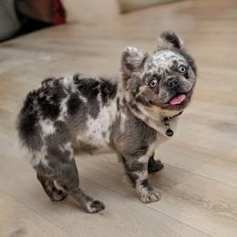 Ozzy - French Bulldog