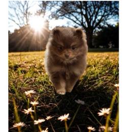 Lexi pup - Tri-colored female Pomeranian puppy in Weatherford, Texas from COCO'S POMS AND FRENCHIES