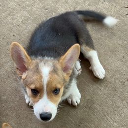 Tom - Black and white male American Corgi puppy in Crosby, Texas from TriplecminiaussiesAndCorgis