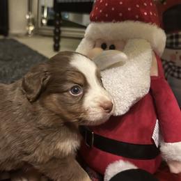 Miniature American Shepherd Puppies from Railroad Tails
