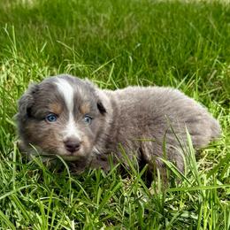 Black - Dilute blue male Australian Shepherd puppy in Iola, Texas from MK Aussies