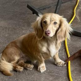 Daisy - Dachshund