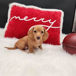 Joy - Cream female Dachshund puppy in Smallett, Missouri from Doxie Holler