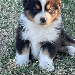 Australian Shepherd Puppies from South Ridge Aussies