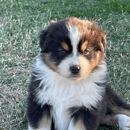 Australian Shepherd Puppies from South Ridge Aussies