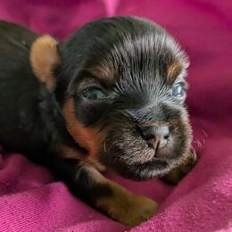 Mini - Black and gold female Yorkshire Terrier puppy in Gatesville, Texas from KontryKritterz Yorkies