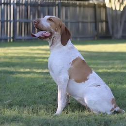 Lotte - Bracco Italiano