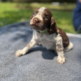 Brittany Puppies from Rocking L Farms