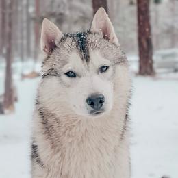 Honor - Gray and white male Siberian Husky puppy in Bly, Oregon from Hill Top Huskies