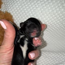 Flashy black male - Black male Miniature Schnauzer puppy in Forest, Virginia from Prestige Kennel LLC