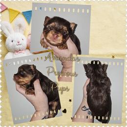 Charlie - Chocolate and tan male Yorkshire Terrier puppy in Wartburg, Tennessee from Amanda's Precious Pups