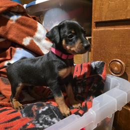 PBKF1 2-26 - Black and rust female Miniature Pinscher puppy in Middle Point, Ohio from Knisely's Min Pins-AKC