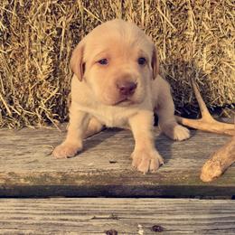 Labrador Retriever Puppies from Creekside Canines