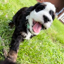 Piper - Tri-color female Bernedoodle puppy in Wamego, Kansas from Doodles of Oz