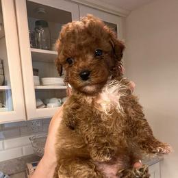Oliver - Apricot male Goldendoodle puppy in Fairmont, West Virginia from Robin Nelson