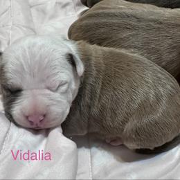 Vidalia - Blue fawn female American Staffordshire Terrier puppy in Marietta, Georgia from Ambition Amstaffs