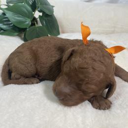 Goldendoodle Puppies from BlueCopper Doodles