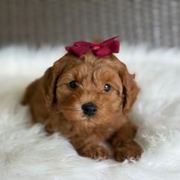 Ruby - Red female Cavapoo puppy in Hardin, Texas from Oodlesoflildoodles