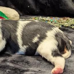 Australian Mountain Doodles, Bernedoodles, Cavalier King Charles Spaniels, Cavapoos, and Goldendoodles from Quartz Mountain Doodles