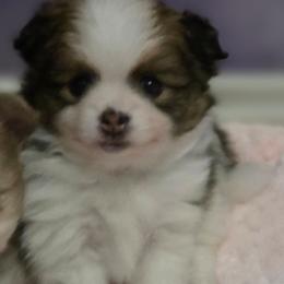 Willows red sable - Red sable female Pomeranian puppy in Maplefalls, Washington from Snow peak poms