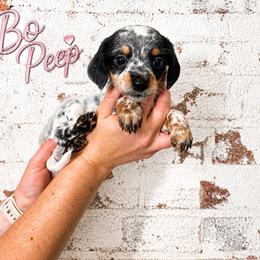 Bo Peep - Piebald female Dachshund puppy in Waco, Georgia from Huff Family Doxies & Doodles