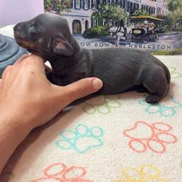 AKC Male 2900 - Blue and tan male Dachshund puppy in Summerville, South Carolina from Funk's Four-Legged Friends