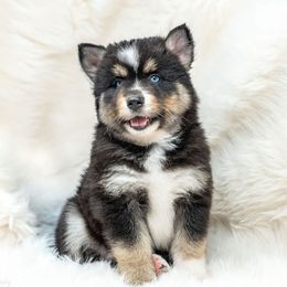 Bear - Tri-color male Pomsky puppy in Spring City, Pennsylvania from Pomsky Power Puppies