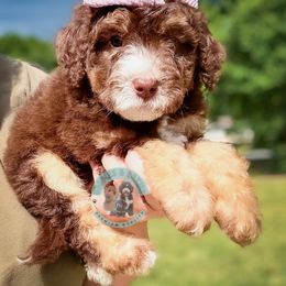 Olive - Tri-color female Bernedoodle puppy in Marion, Ohio from Doodles & Doxies