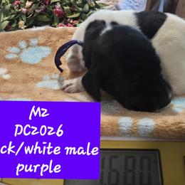Purple - Black and white male German Shorthaired Pointer puppy in Dahlonega, Georgia from Pointer Mountain Bird Dogs