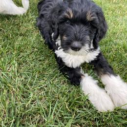 Bernedoodle Puppies from Sunset Family Farm