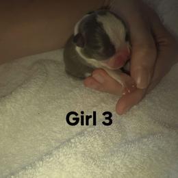 Girl 3 - Blue female Boston Terrier puppy in Ringgold, Georgia from A-K Boston Terriers