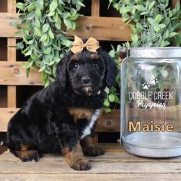Maisie - Tri-color female Bernedoodle puppy in Heyworth, Illinois from Cobble Creek Puppies