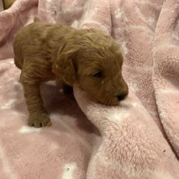 Pumpkin - Red  female Poodle puppy in Wilmington, Delaware from Imperial Poodles LLC