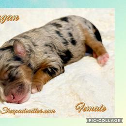 Morgan - Merle female Sheepadoodle puppy in Roseburg, Oregon from Sharon’s Sheepadoodle’s