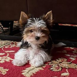 Honey - Biewer Terrier