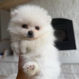 Boy 1 - Cream male Pomeranian puppy in Meridian, Idaho from Precious poms