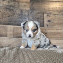 Benji - Blue merle male Miniature Australian Shepherd puppy in Killen, Alabama from Wilkers Wholehearted Mini Aussies